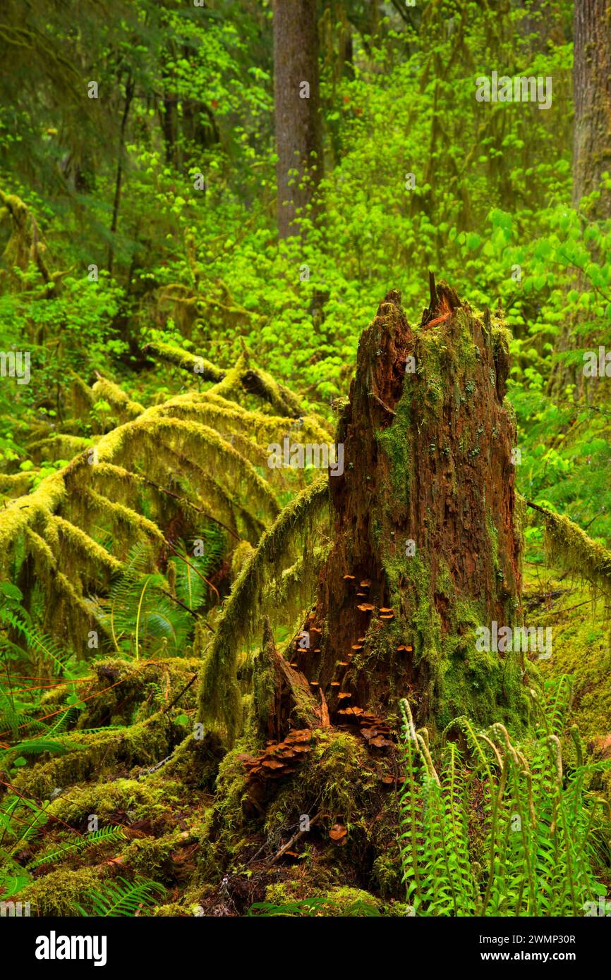 Antica foresta lungo il Delta Nature Trail, Willamette National Forest, Oregon Foto Stock