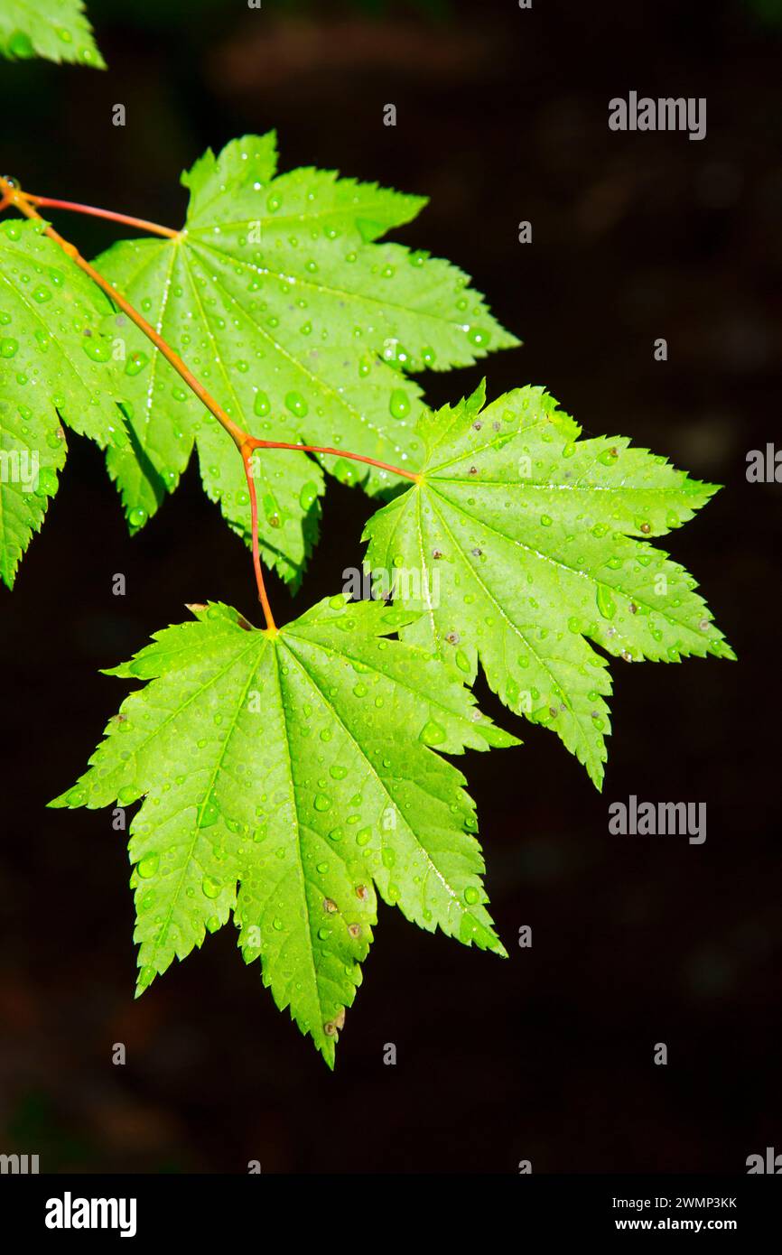 Vite (acero Acer circinatum) foglie lungo Parrish Lago Trail, Willamette National Forest, Oregon Foto Stock