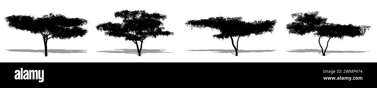 Set o collezione di alberi di Mesquite del miele come una silhouette nera su sfondo bianco. Illustrazione concettuale o concettuale 3D per natura, pianeta, ecologia Foto Stock