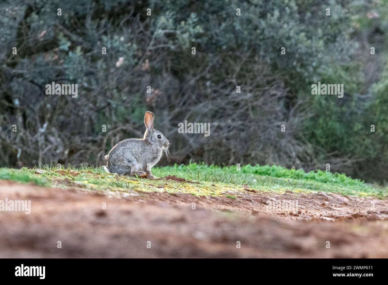 Il coniglio europeo (Oryctolagus cuniculus) nella foresta mediterranea, catturato a Penalajo, provincia di Ciudad Real, Spagna Foto Stock