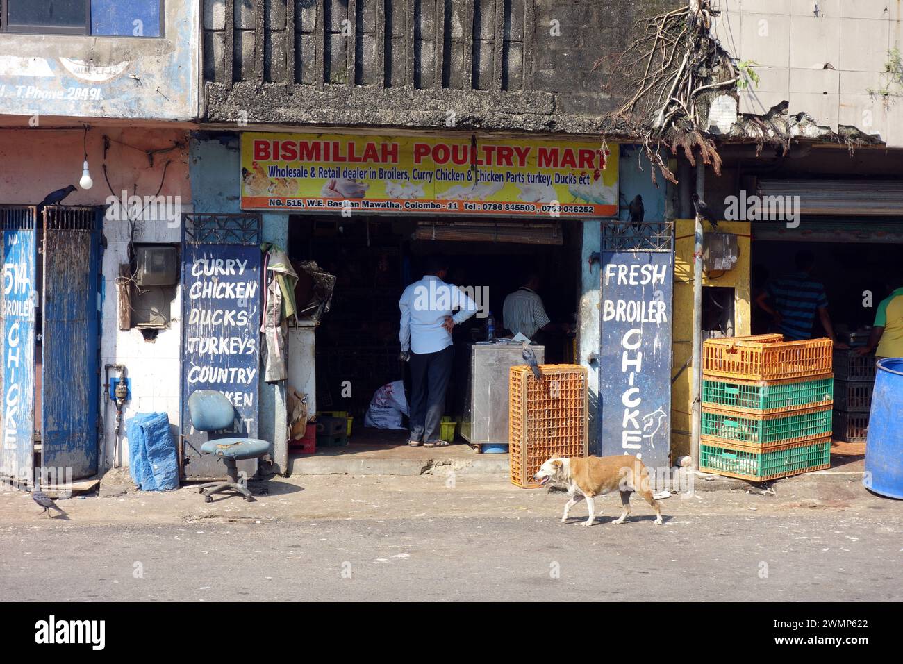 Macelleria, Colombo, Sri Lanka, che vende pollo appena macellato Foto Stock