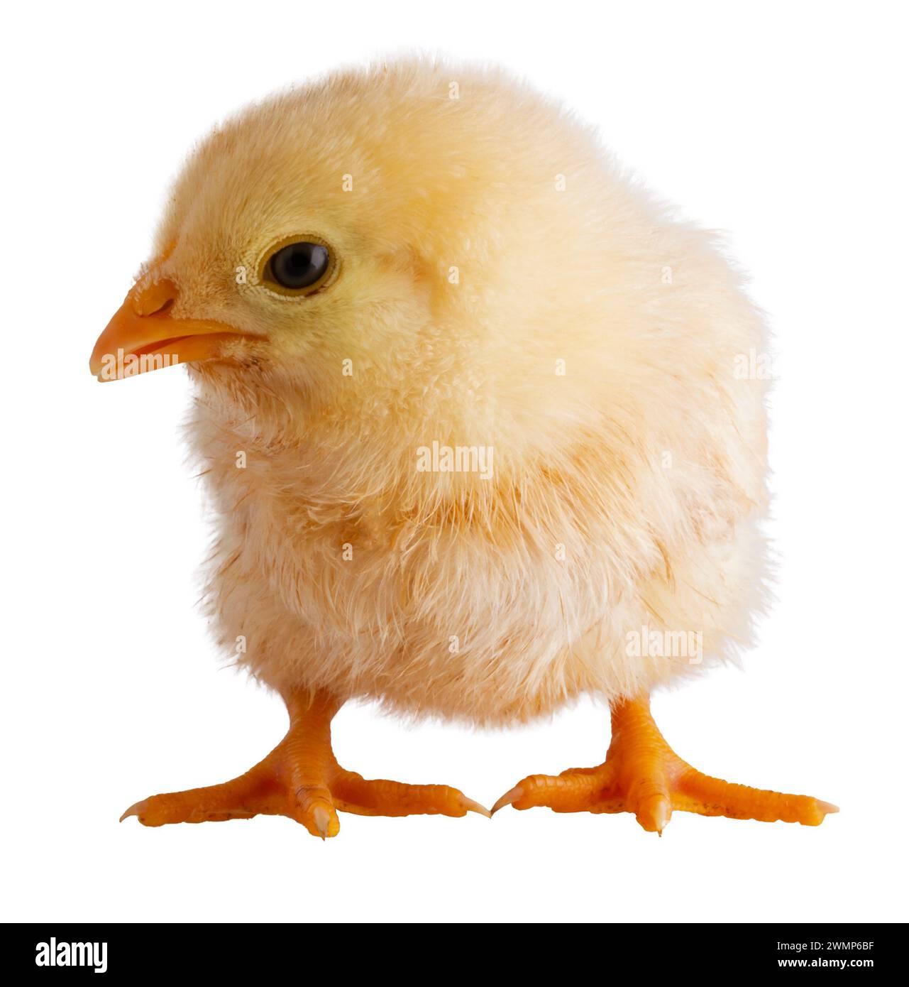 Buff Orpington, una ragazza isolata in uno studio che è abbastanza giovane, ha problemi a stare in piedi in posizione eretta. Foto Stock