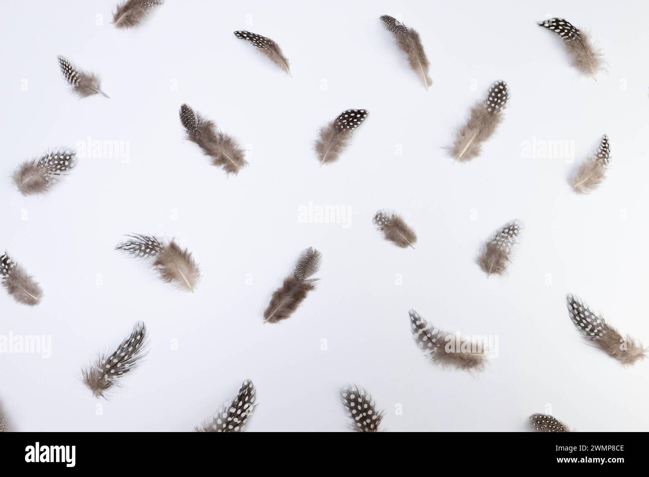 Vista dall'alto delle piume marroni su sfondo bianco. Composizione di piume creative, spazio per le copie, disposizione piatta. Pasqua, primavera. Foto Stock