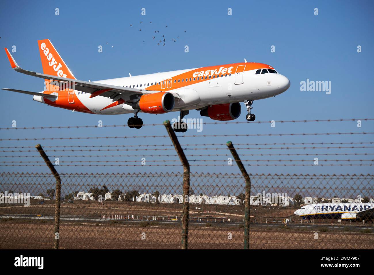 Gli aeromobili easyjet airbus a320 g-uzhh arrivano per atterrare oltre lo stormo di uccelli presso l'aeroporto Ace arrecife di Lanzarote, Isole Canarie, spagna Foto Stock