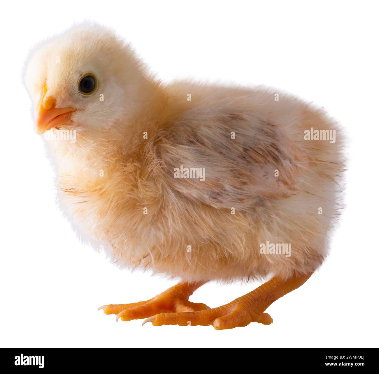 Pulcino di pollo Orpington con colore giallo brillante isolato. Foto Stock