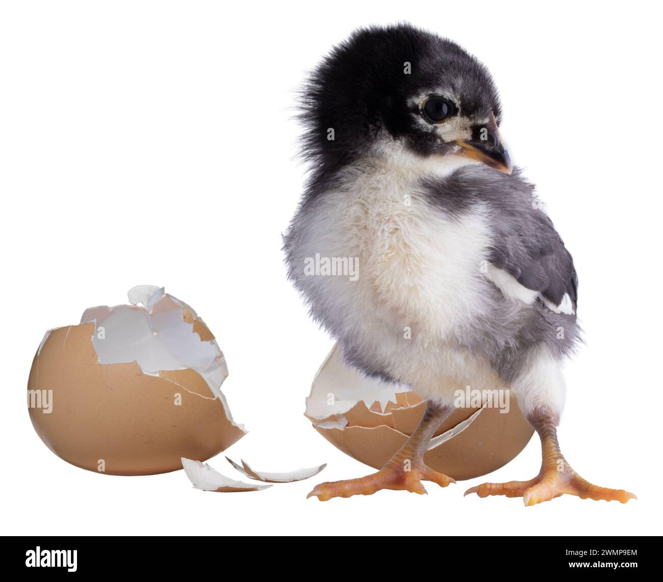 Pulcino di pollo Austerlorp che guarda lontano dall'uovo che si è rotto isolato in una foto in studio. Foto Stock