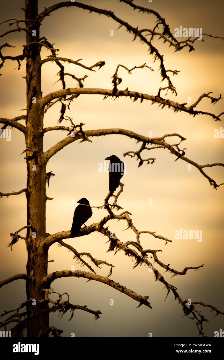 Corvi seduti su un ramo di un albero secco al tramonto. Foto Stock