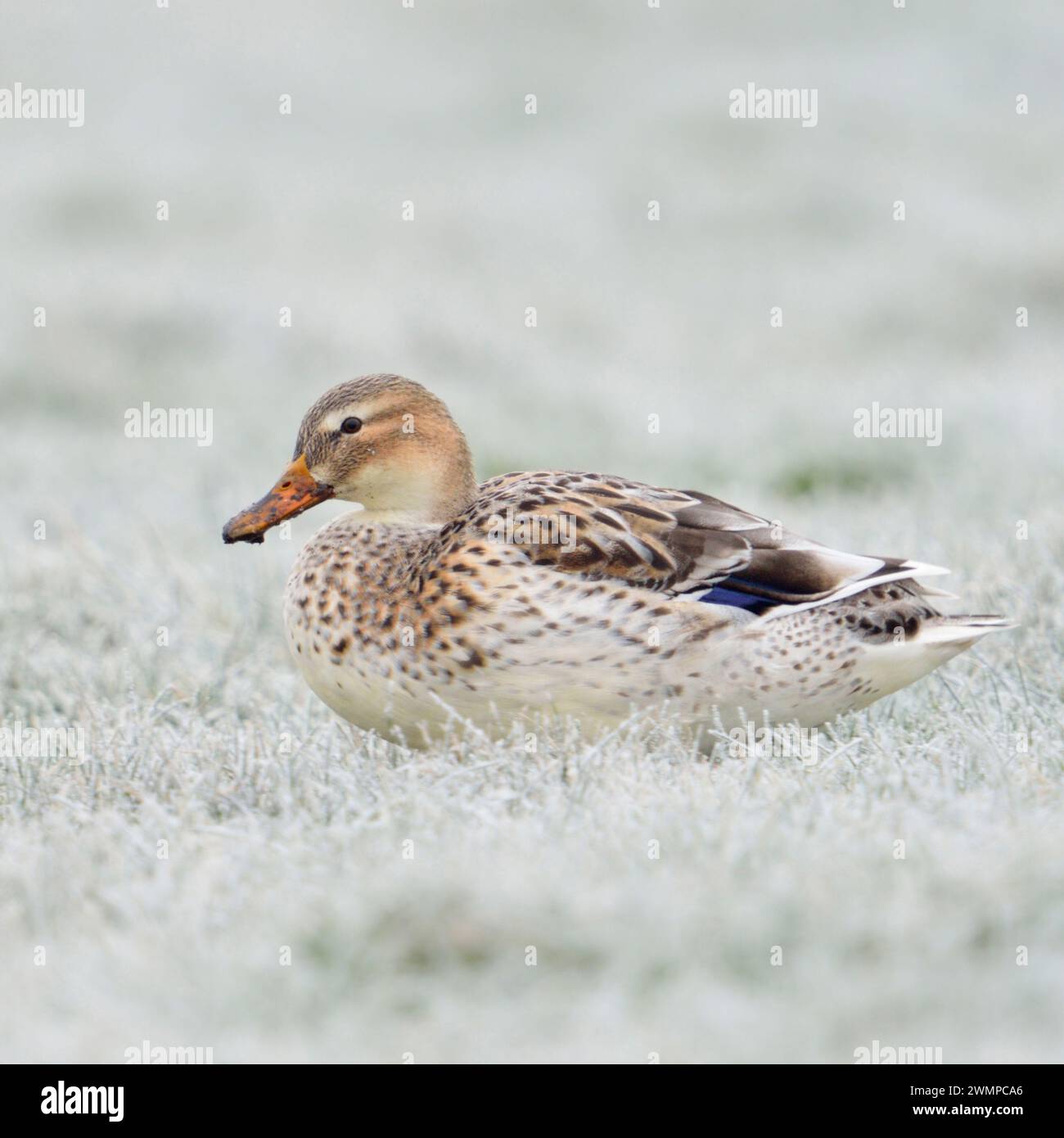 Pallido Mallard / Duck selvatico ( Anas platyrhynchos ) riposa, seduto su prati ricoperti di ghiaccio, fauna selvatica, Europa. Foto Stock