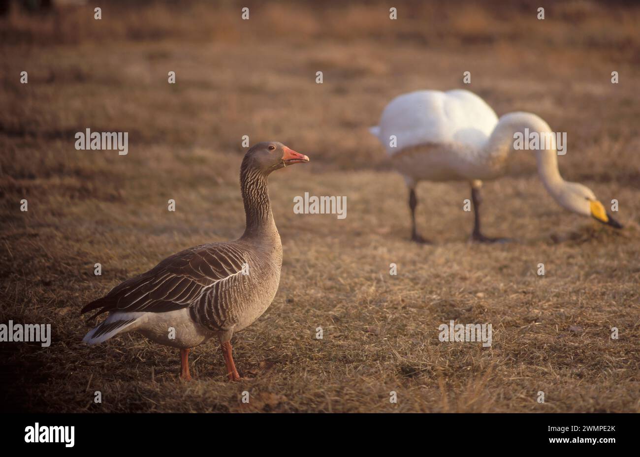 oca grigia e cigno perfido Foto Stock