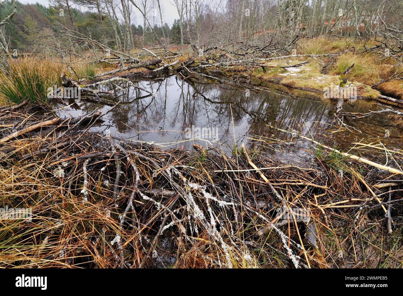 Diga di European Beaver (Castor Fiber) ai margini di Aigas Loch, sito di reintroduzione dimostrativa, Inverness-shire, Scozia, aprile Foto Stock