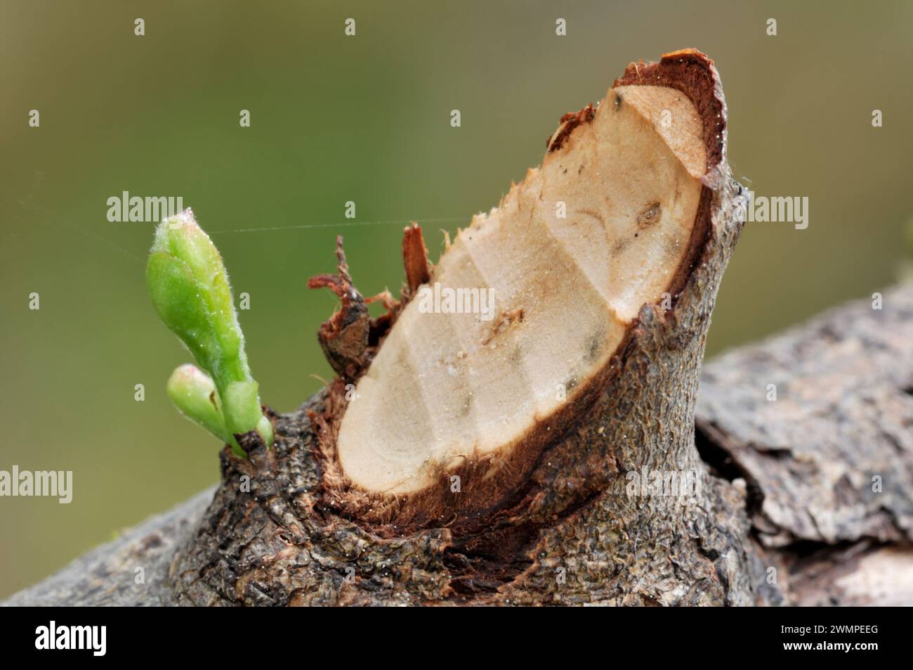 Ramoscello di salice a cappa di castoro europeo (fibra di Castor) che mostra in erba ai margini del lago Aigas con nebbia di prima mattina. Foto Stock