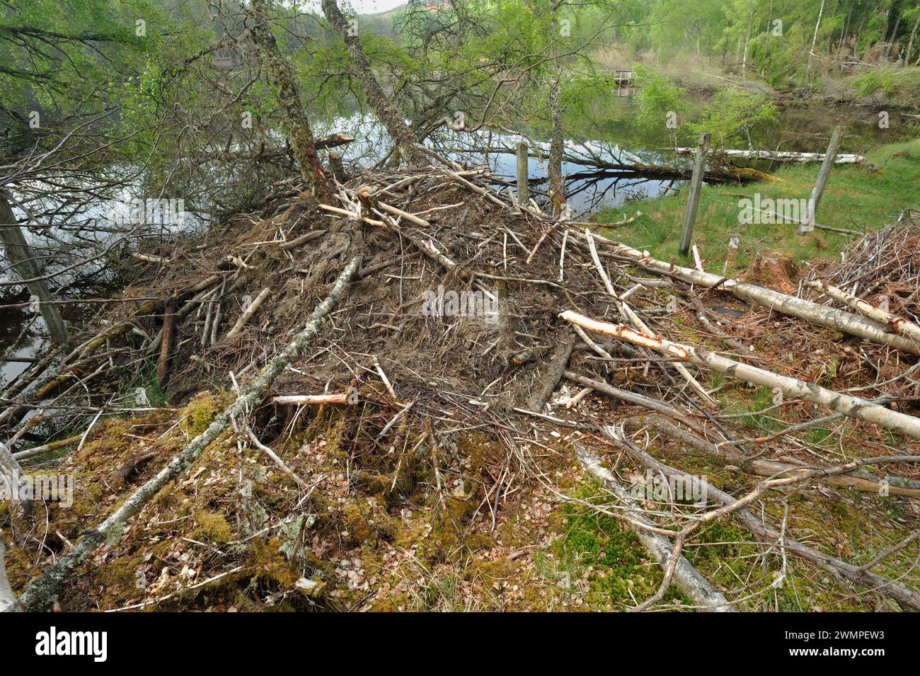 European Beaver (Castor Fiber) Lodge ai margini di Aigas Loch, luogo di reintroduzione dimostrativa, Inverness-shire, Scozia, maggio Foto Stock