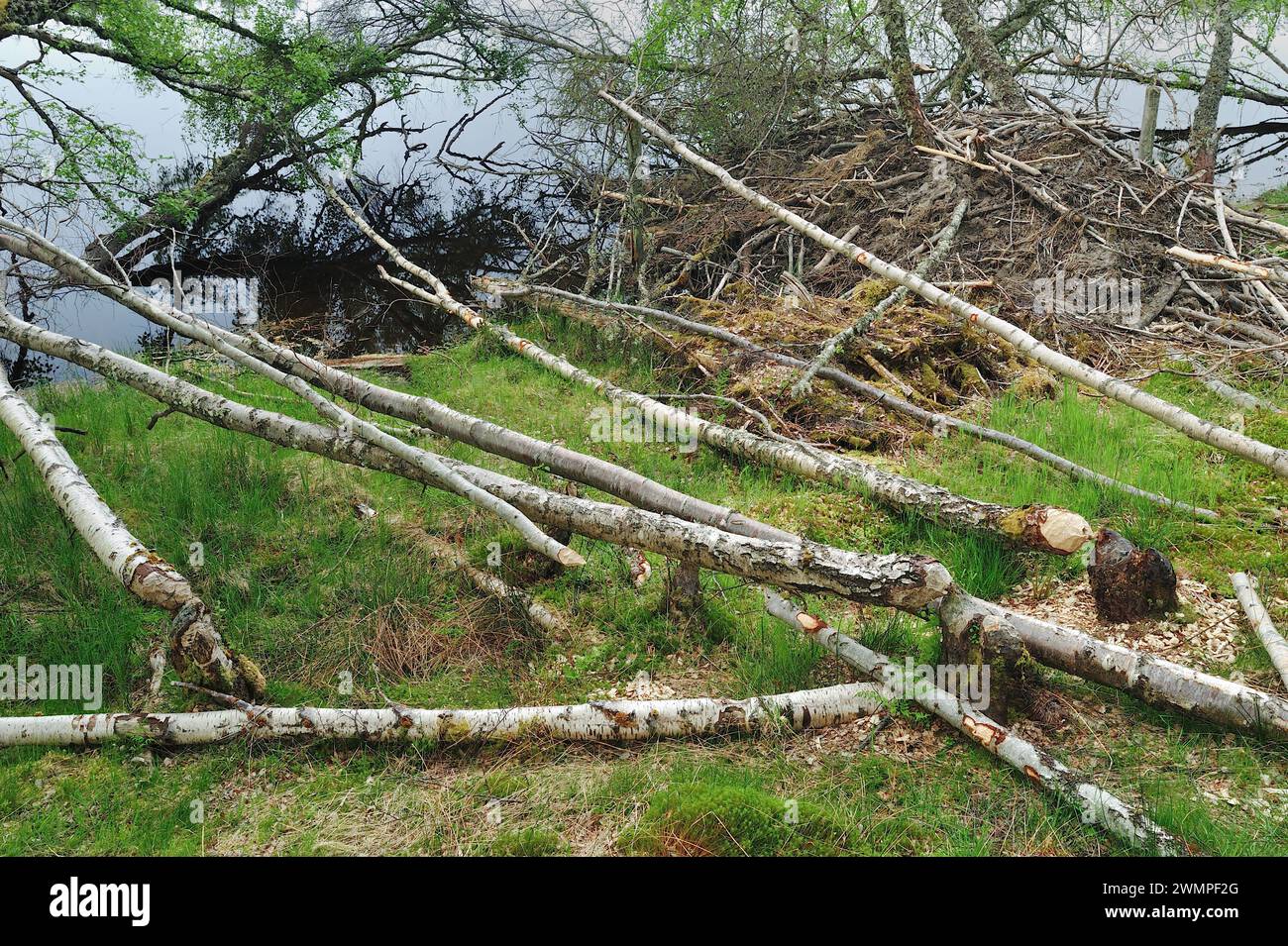 European Beaver (Castor Fiber) Lodge ai margini di Aigas Loch, luogo di reintroduzione dimostrativa, Inverness-shire, Scozia, maggio Foto Stock