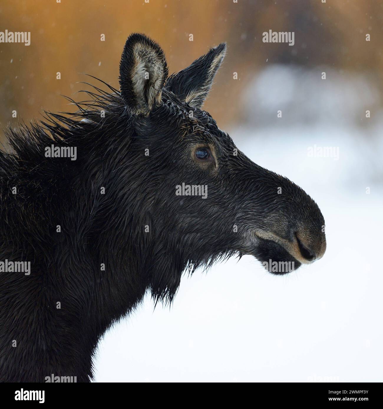 Elchkalb... Alce alces , Jungtier im Schnee, detailliertes Kopfporträt, serie Tierkinder, lustiges Bild *** alce alces , testa di un giovane vitello, giovanile, primo piano in una giornata di pioggia d'inverno, fauna selvatica, zona di Yellowstone, Grand Teton NP, Wyoming, STATI UNITI. Wyoming Nordamerika, Vereinigte Staaten von Amerika Foto Stock