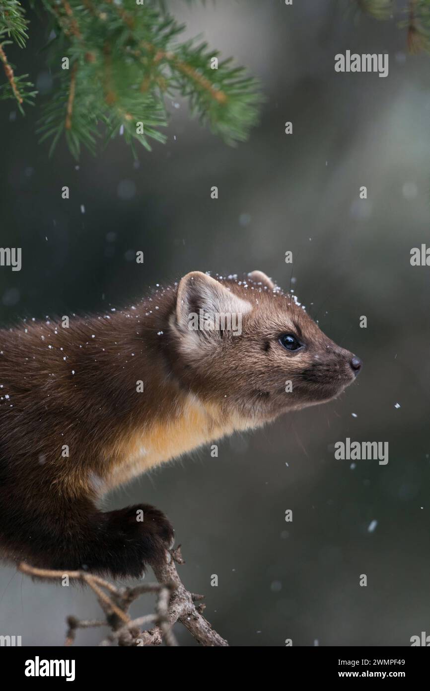 Dettagli Porträt... Amerikanischer Baummarder Martes americana , Fichtenmarder im Winter bei Schneefall, Schneeflocken im Fell, im Baum bei der Jagd auf Singvögel, angespannter Blick *** American Pine Marten Martes americana in nevicata leggera, seduto in un albero di conifere, primo piano, fauna selvatica, Parco Nazionale di Yellowstone, USA. Wyoming Nordamerika, Vereinigte Staaten von Amerika Foto Stock