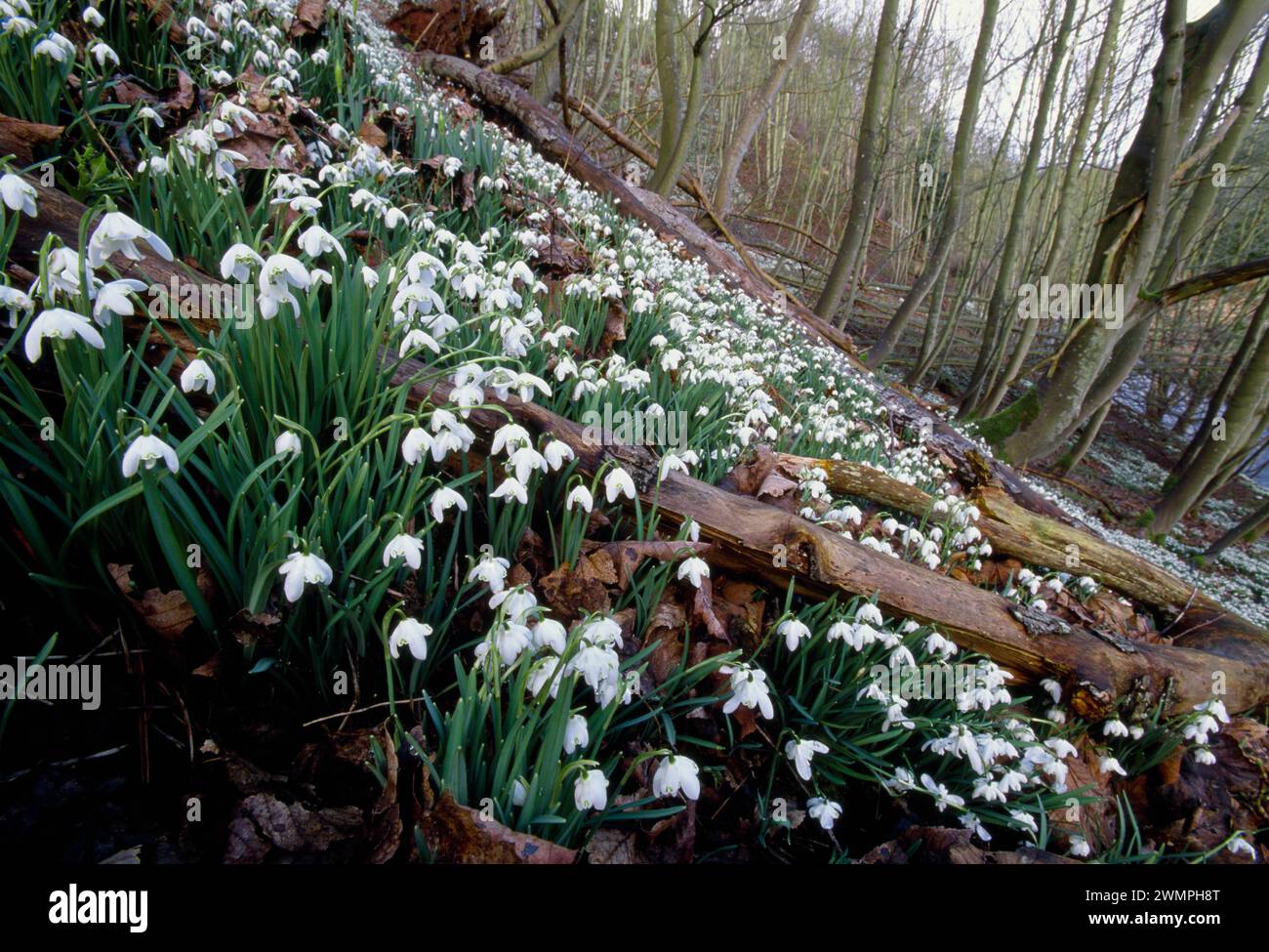 Gocce di neve (Galanthus nivalis) nel bosco deciduo, East Berwickshire, Scottish Borders, Scozia, gennaio 1999 Foto Stock