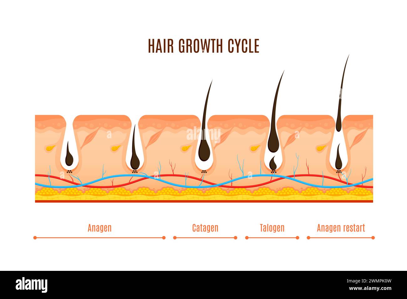 Infografiche sulle sezioni vettoriali delle fasi del ciclo di crescita dei peli. Anagene, crescita attiva, catagene transitorio, telogen a riposo. La rappresentazione visiva dei follicoli piliferi subisce fasi di rigenerazione continua Illustrazione Vettoriale