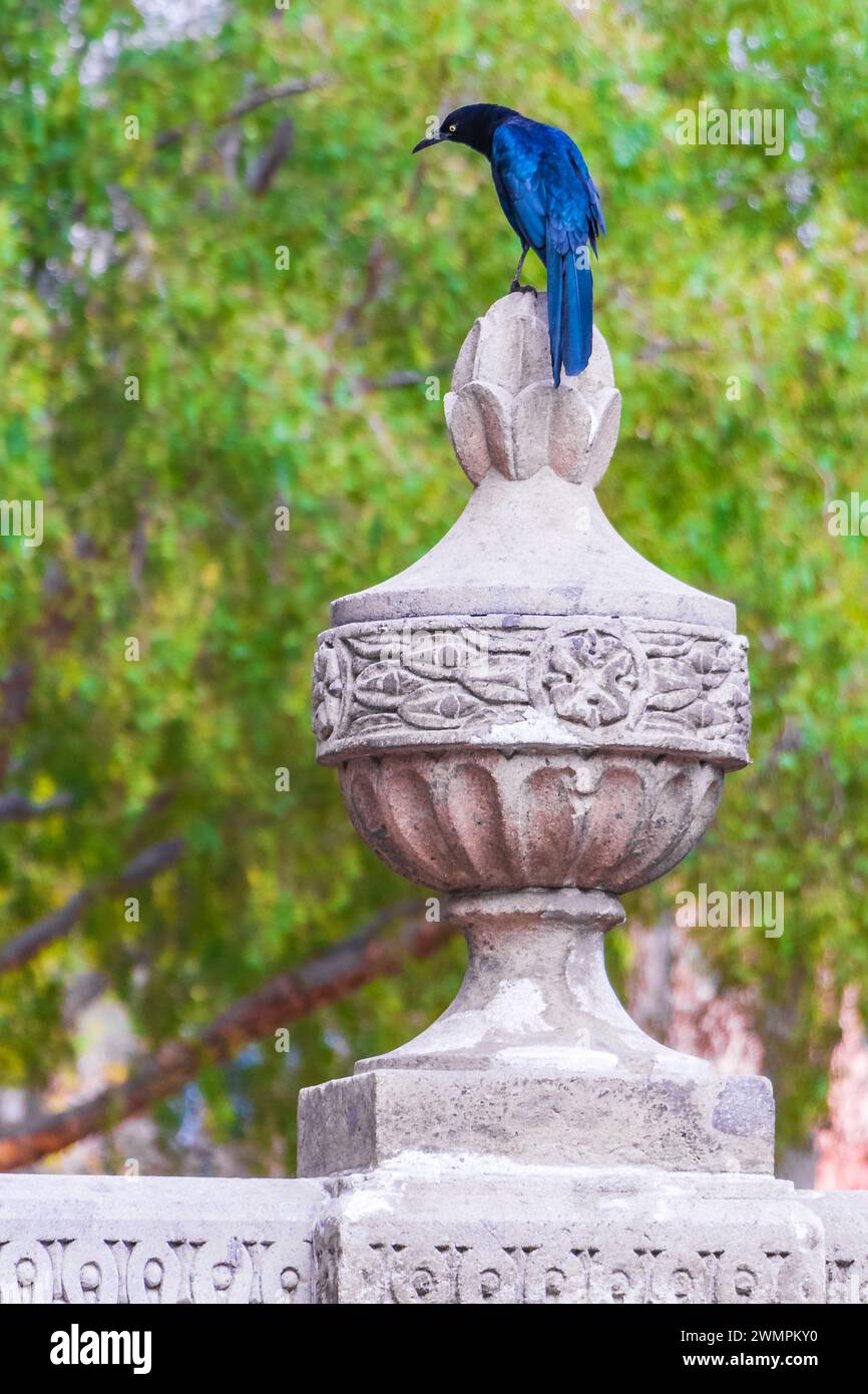 Il Grackle Quiscalus Mexicanus male Bird è seduto su Una colonna di fontane nel Parco centrale di Alameda a città del Messico. Foto Stock