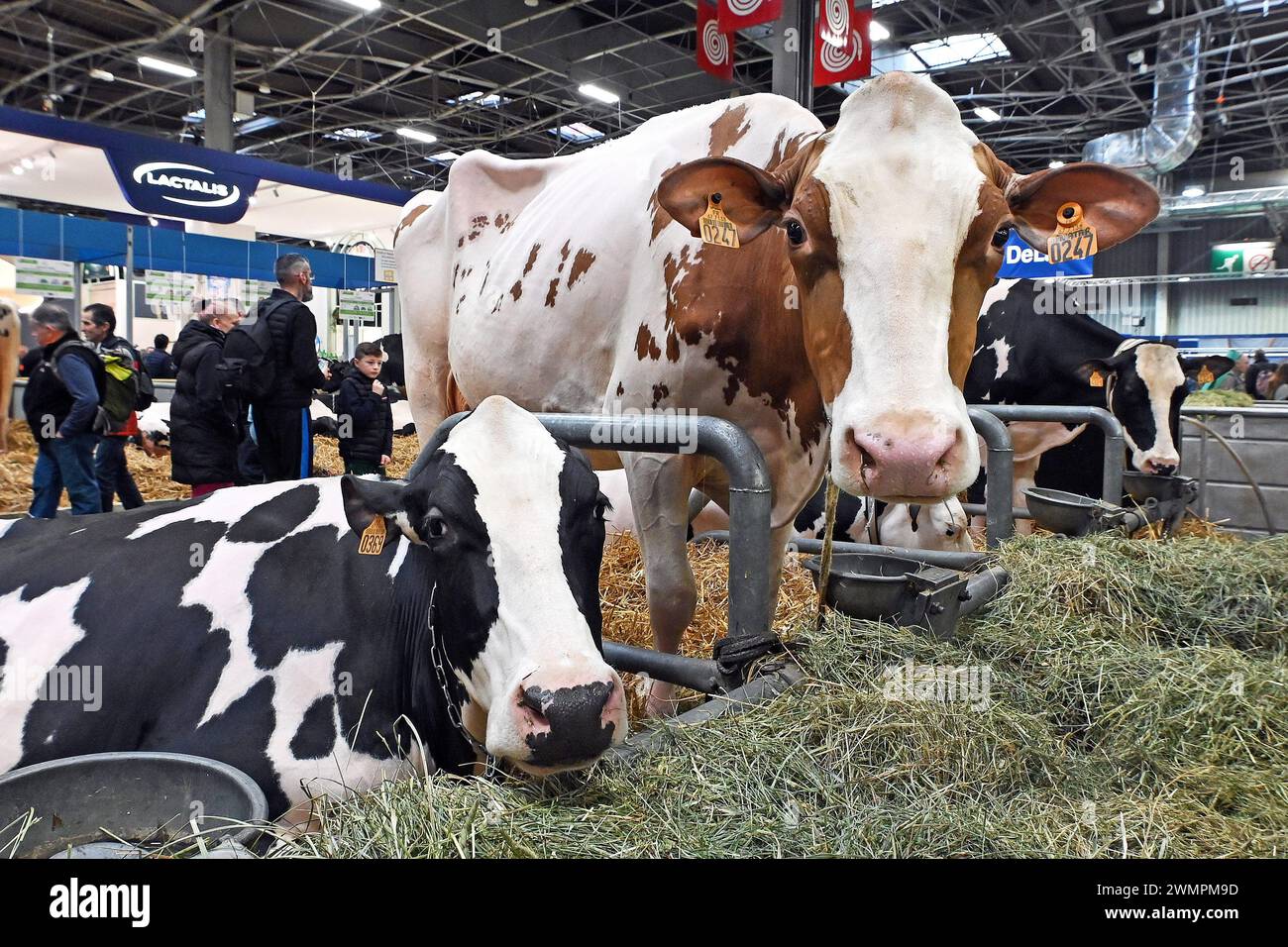 Nancy, Francia. 27 febbraio 2024. © PHOTOPQR/l'EST REPUBLICAIN/Cedric JACQUOT ; Nancy ; 27/02/2024 ; SALON DE l'AGRICULTURE 2024 - PARIS EXPO PORTE DE VERSAILLES - 60E EDITION - PUBLIC - VISITEURS - FREQUENTATION la 60ème édition du Salon International de l'Agriculture 2024 au Parc des Expos de Paris porte de Versailles. Le Pavillon 1 : élevage et ses filières bovins, ovini, porcins et caprins. Parigi, 27 février 2024. Foto Cédric Jacquot credito: MAXPPP/Alamy Live News Foto Stock