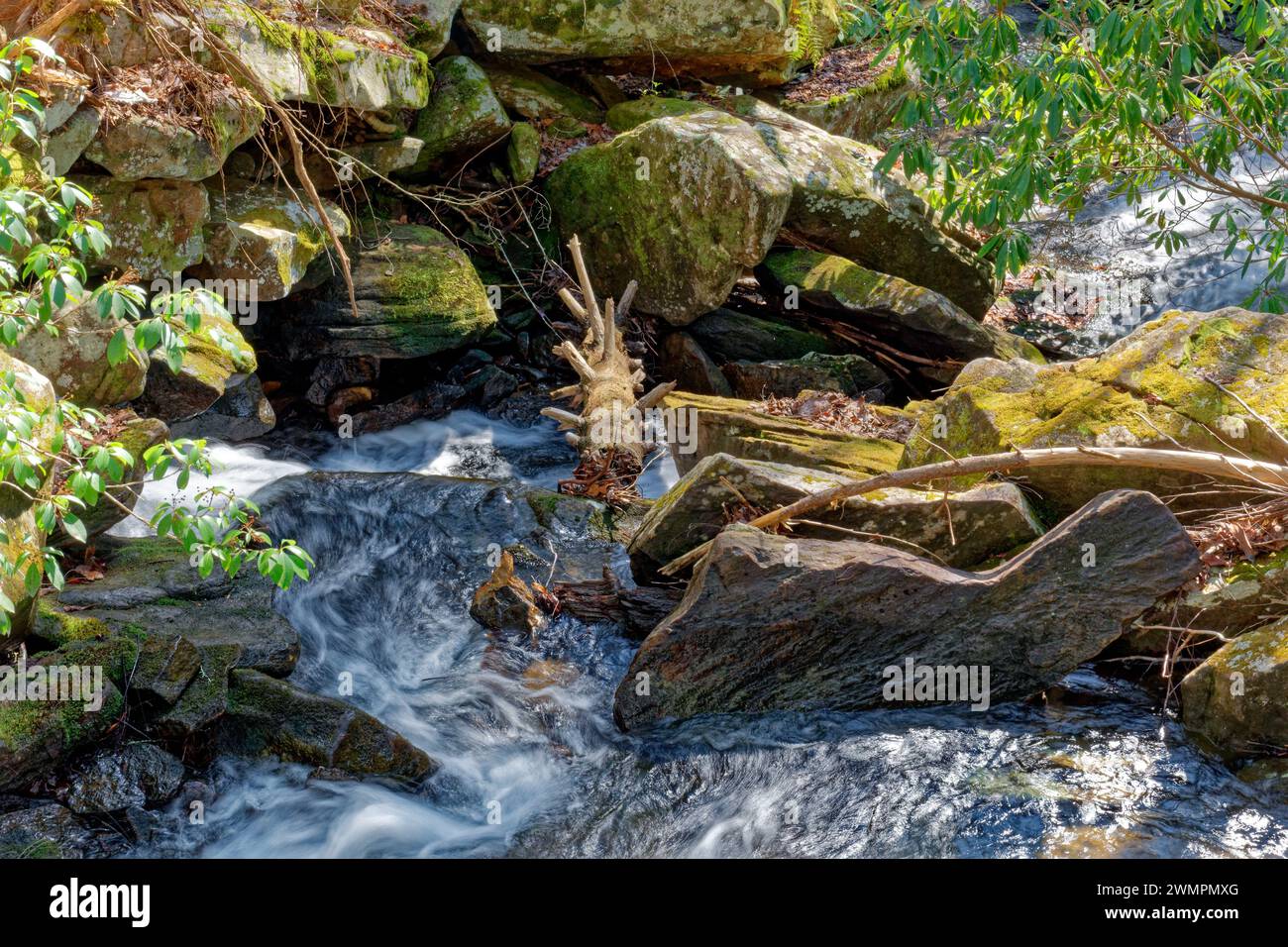 Vista ravvicinata su una corrente che scorre a valle di una cascata in montagna che scorre velocemente intorno agli enormi massi e ai tronchi di alberi caduti Foto Stock