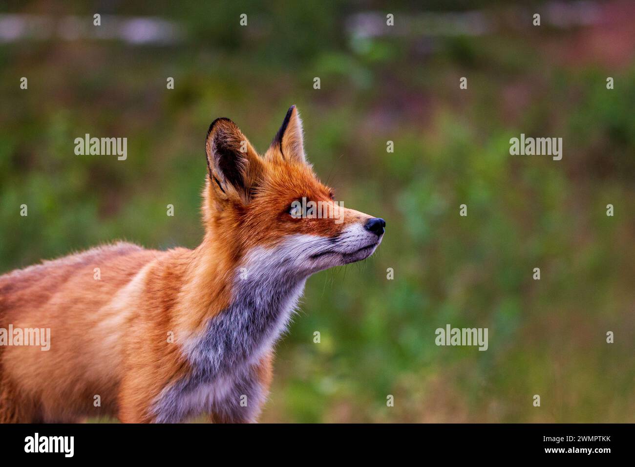 Ritratto di una volpe rossa (Vulpes vulpes) Foto Stock