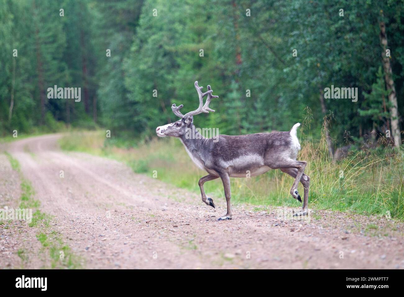 renne nella foresta sulla strada in estate. Foto Stock