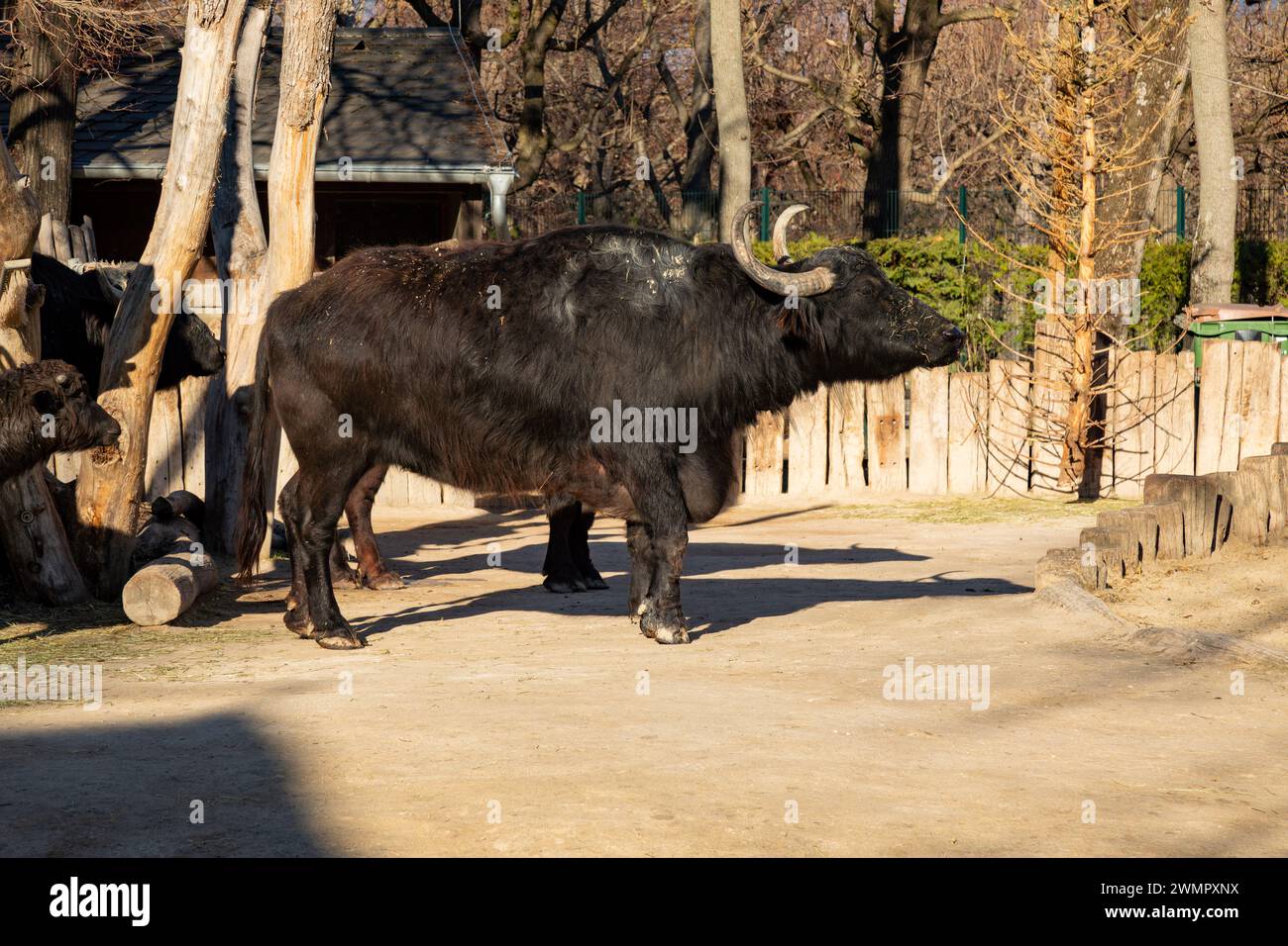 Bufalo d'acqua domestico, zoo di Schönbrunn, Vienna, Austria. Foto Stock