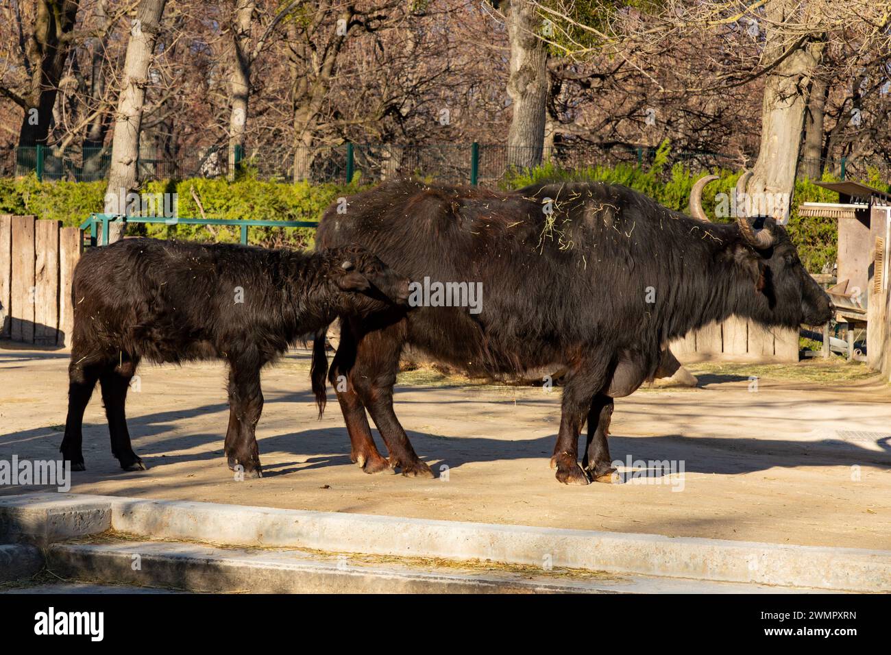 Bufalo d'acqua domestico, zoo di Schönbrunn, Vienna, Austria. Foto Stock