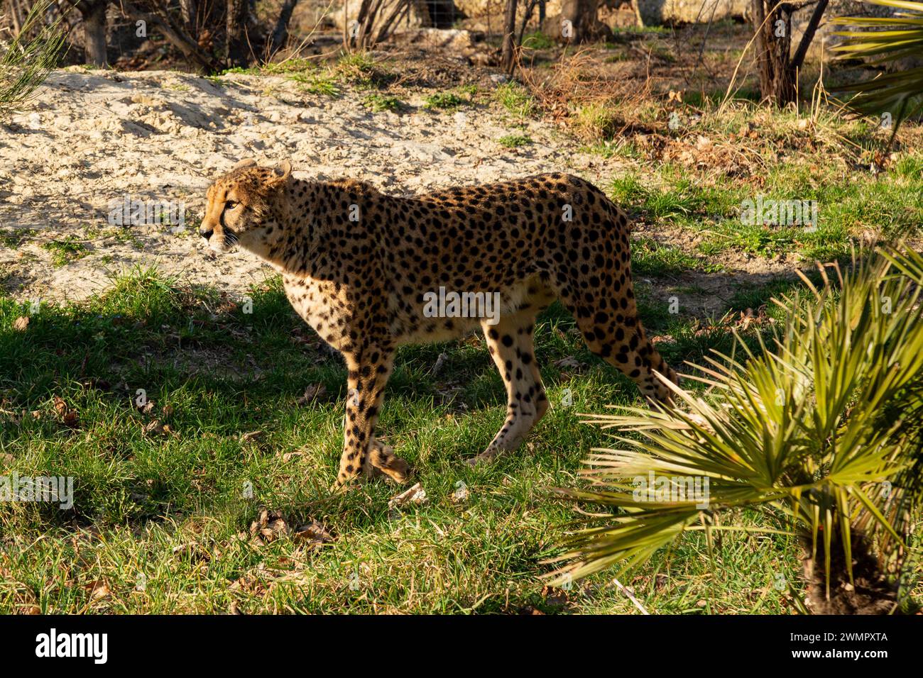 Cheetah presso lo zoo di Vienna, Tierpark Schoenbrunn, Vienna, Austria, l'Europa. Foto Stock