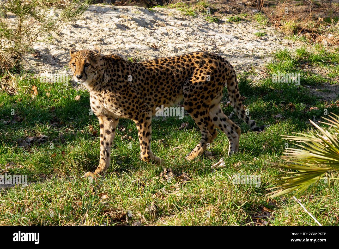 Cheetah presso lo zoo di Vienna, Tierpark Schoenbrunn, Vienna, Austria, l'Europa. Foto Stock