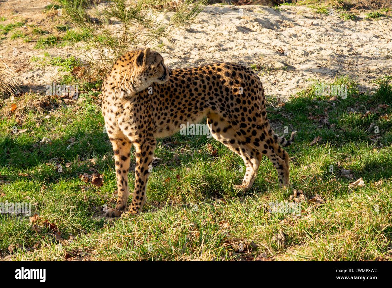 Cheetah presso lo zoo di Vienna, Tierpark Schoenbrunn, Vienna, Austria, l'Europa. Foto Stock