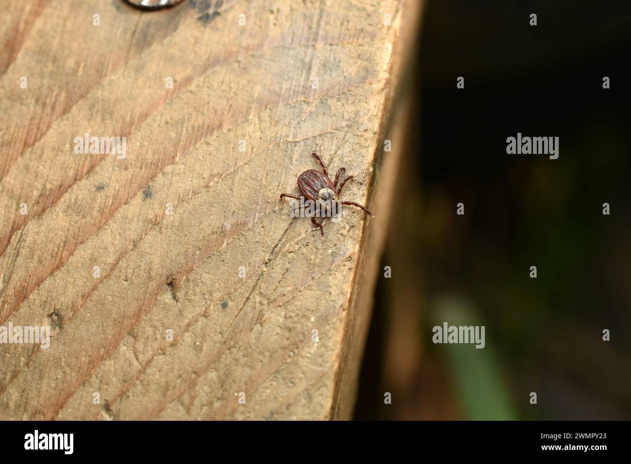 La zecca ixodida è un portatore maschile di encefalite trasmessa da zecche e borreliosi trasmessa da zecche, un pericoloso succhiatore di sangue. Foto Stock