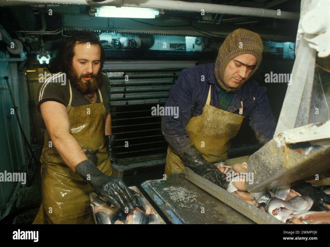 Pescatori di fabbrica dell'Europa orientale - Klondykers anni '1980 Regno Unito. Interno di una barca da pesca industriale, pescatori di fabbrica bulgari che lavorano il pesce. 1986 Ullapool Scozia Regno Unito HOMER SYKES Foto Stock