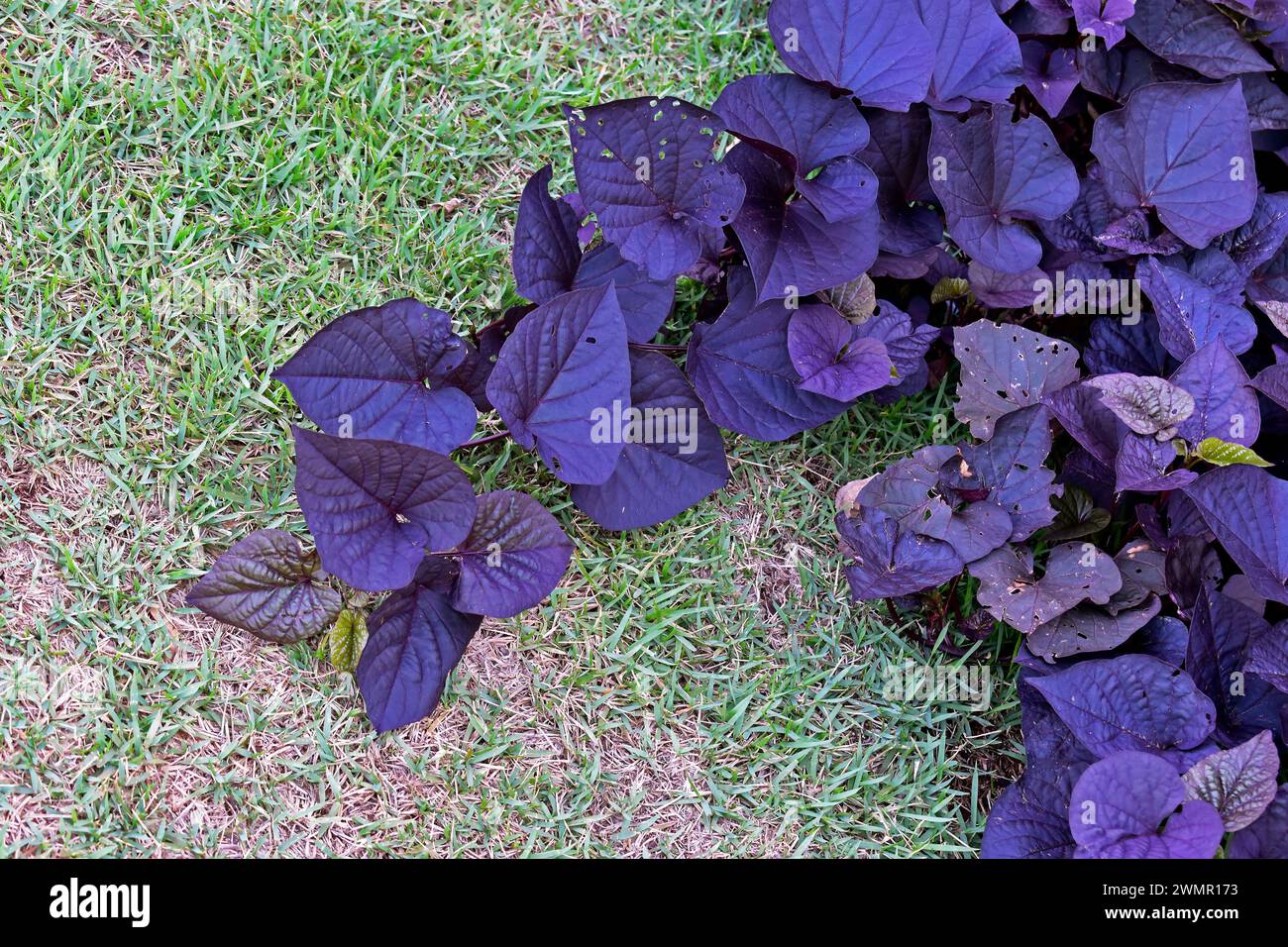 Viti di patate dolci Blackie (Ipomoea batatas «Sweetheart jet Black») in giardino Foto Stock
