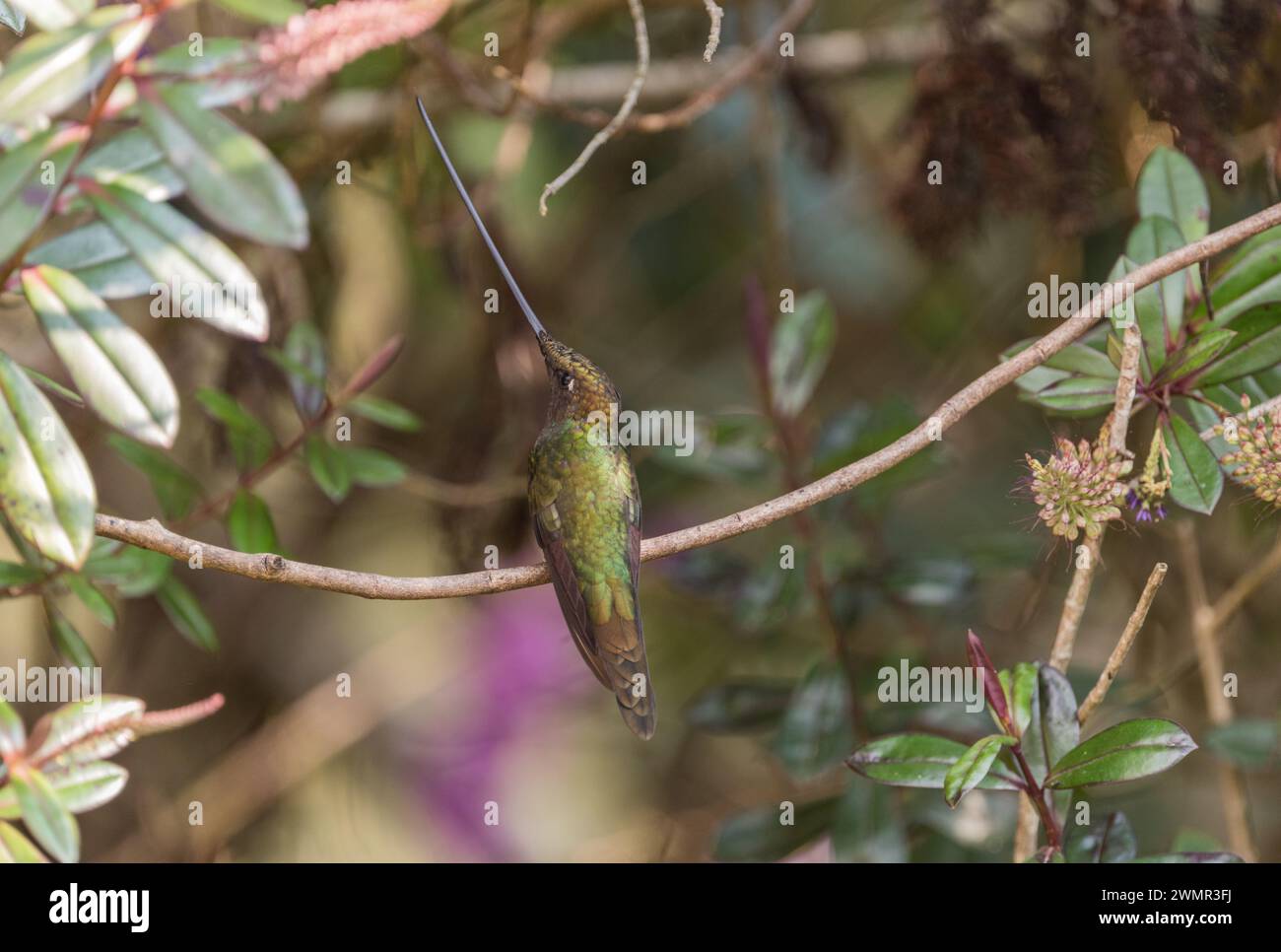 Hummingbird (Ensifera ensifera) a Chingaza NP, Colombia Foto Stock