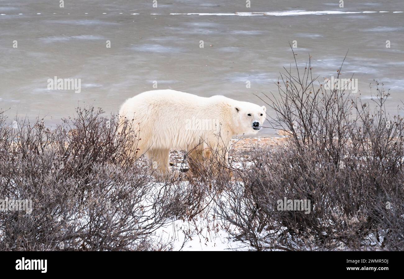 Un orso polare cammina lungo la costa della Baia di Hudson a Churchill, Manitoba, Canada Foto Stock