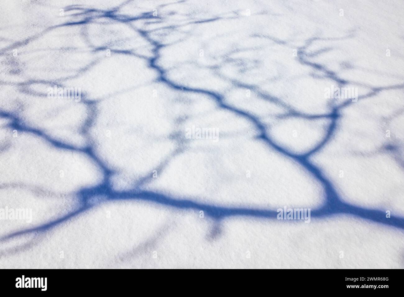 Ombre di una quercia sulla neve nella contea di Mecosta, Michigan, Stati Uniti Foto Stock
