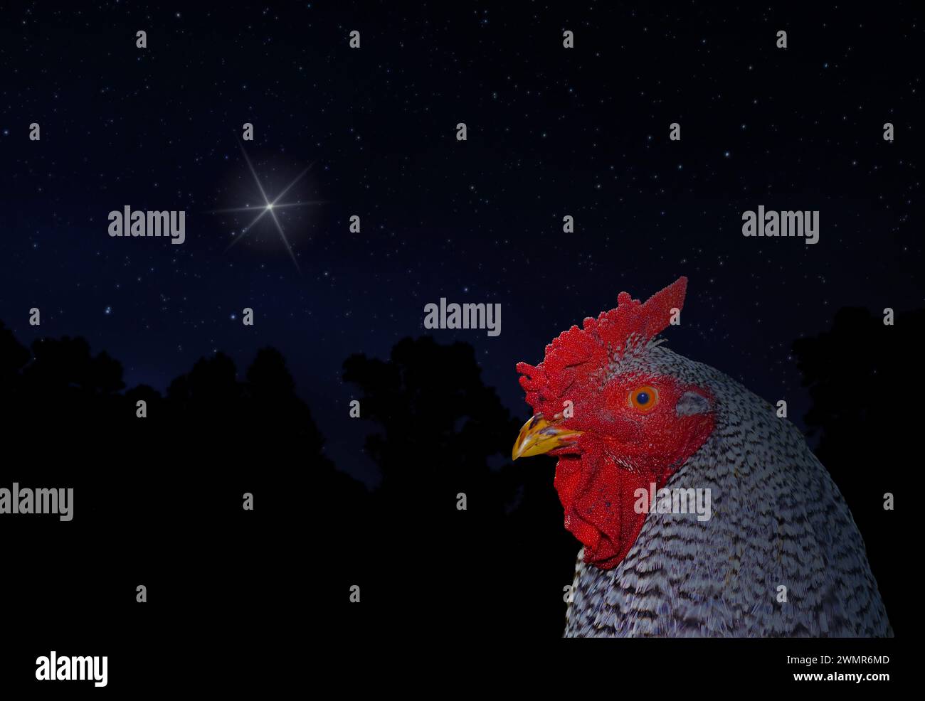 Stella di Natale che sorge sopra una foresta sagomata con un gallo di pollo Dominique in primo piano. Foto Stock