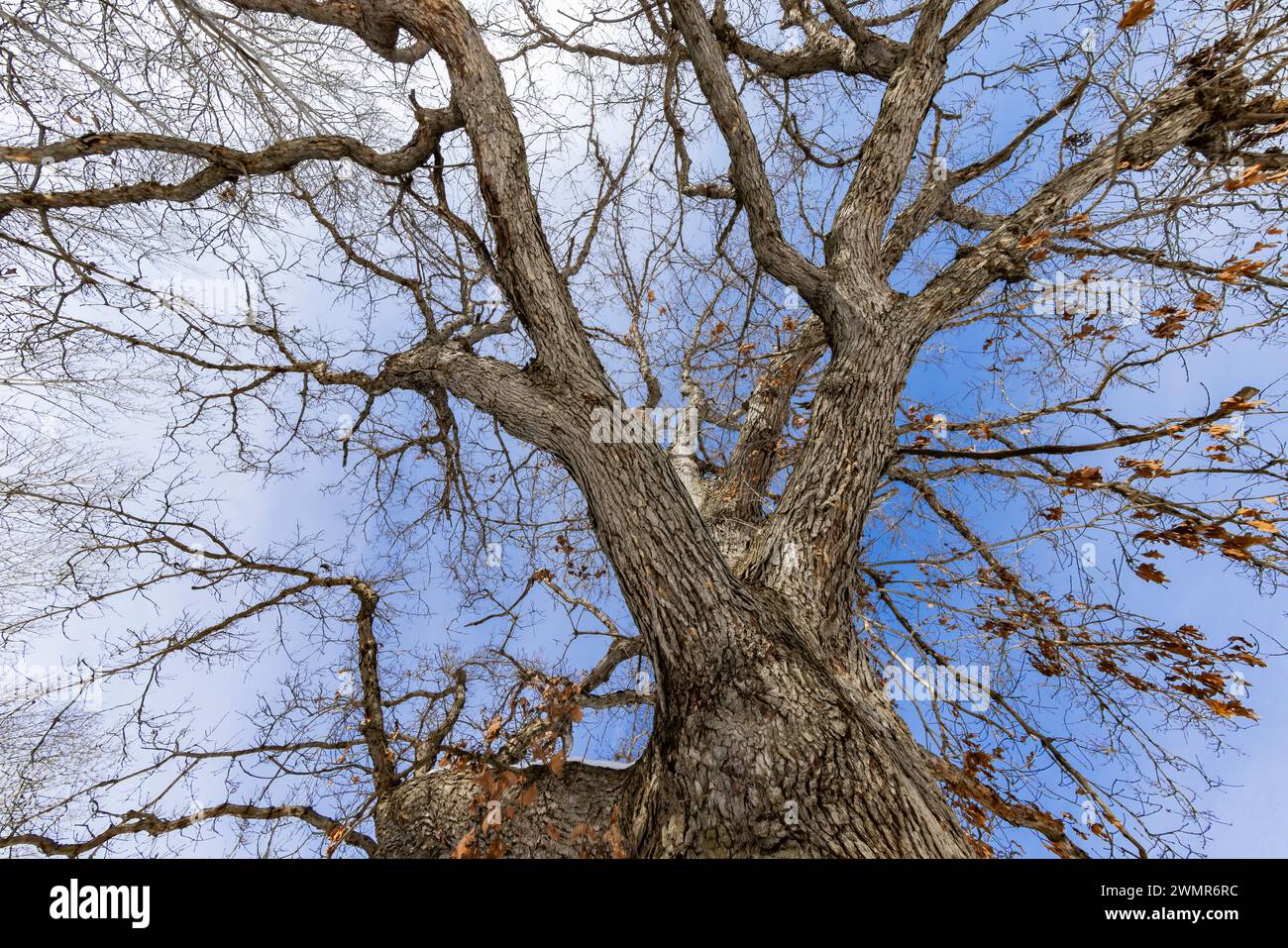 Quercia bianca in inverno nella contea di Mecosta, Michigan, Stati Uniti Foto Stock