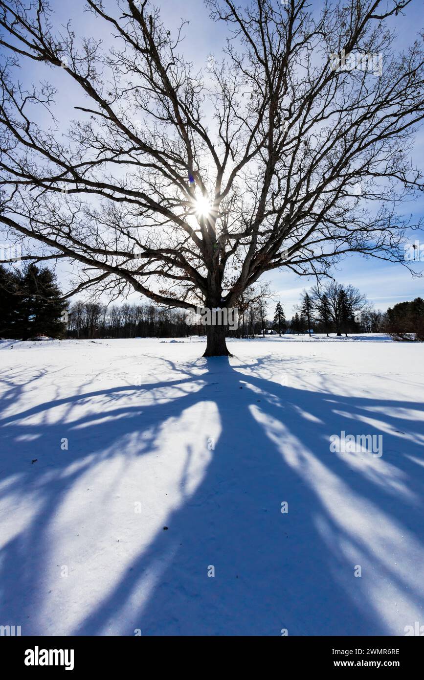 Ombre di una quercia con una stella solare nella innevata Mecosta County, Michigan, Stati Uniti Foto Stock