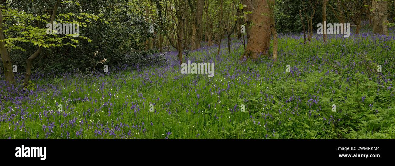 Bluebells, Spring Wood, Contea di Durham, Inghilterra Foto Stock
