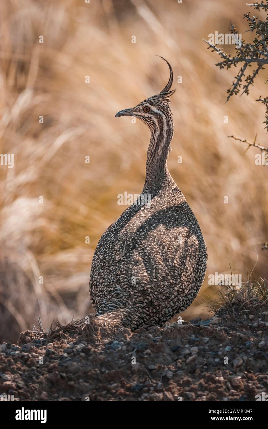 Elegante tinamou crestato, Eudromia elegans, Pampas prateria ambiente, la provincia di la Pampa, Patagonia, Argentina. Foto Stock