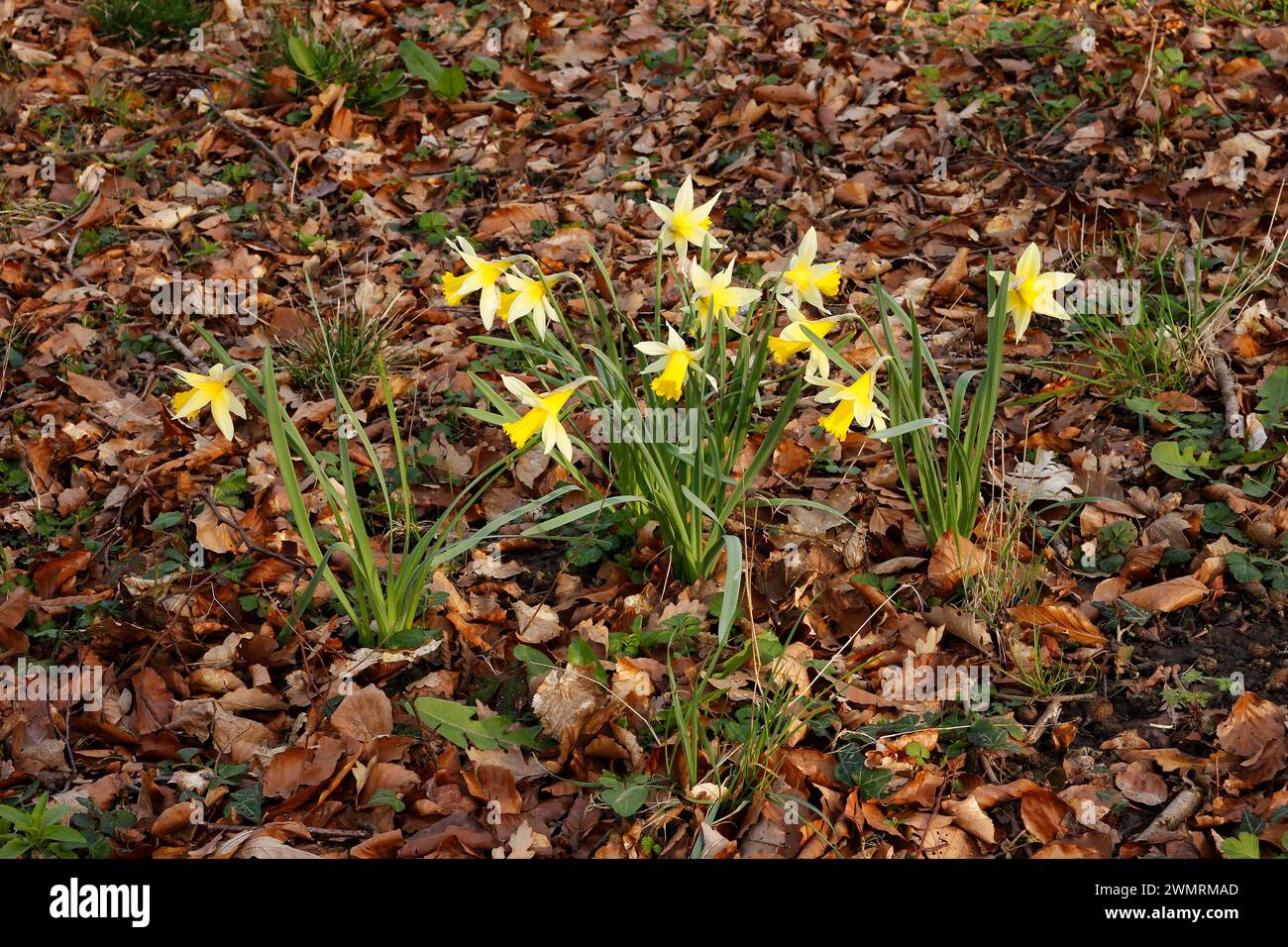 Narcissus pseudonarcissus "Wild Daffodil" Foto Stock