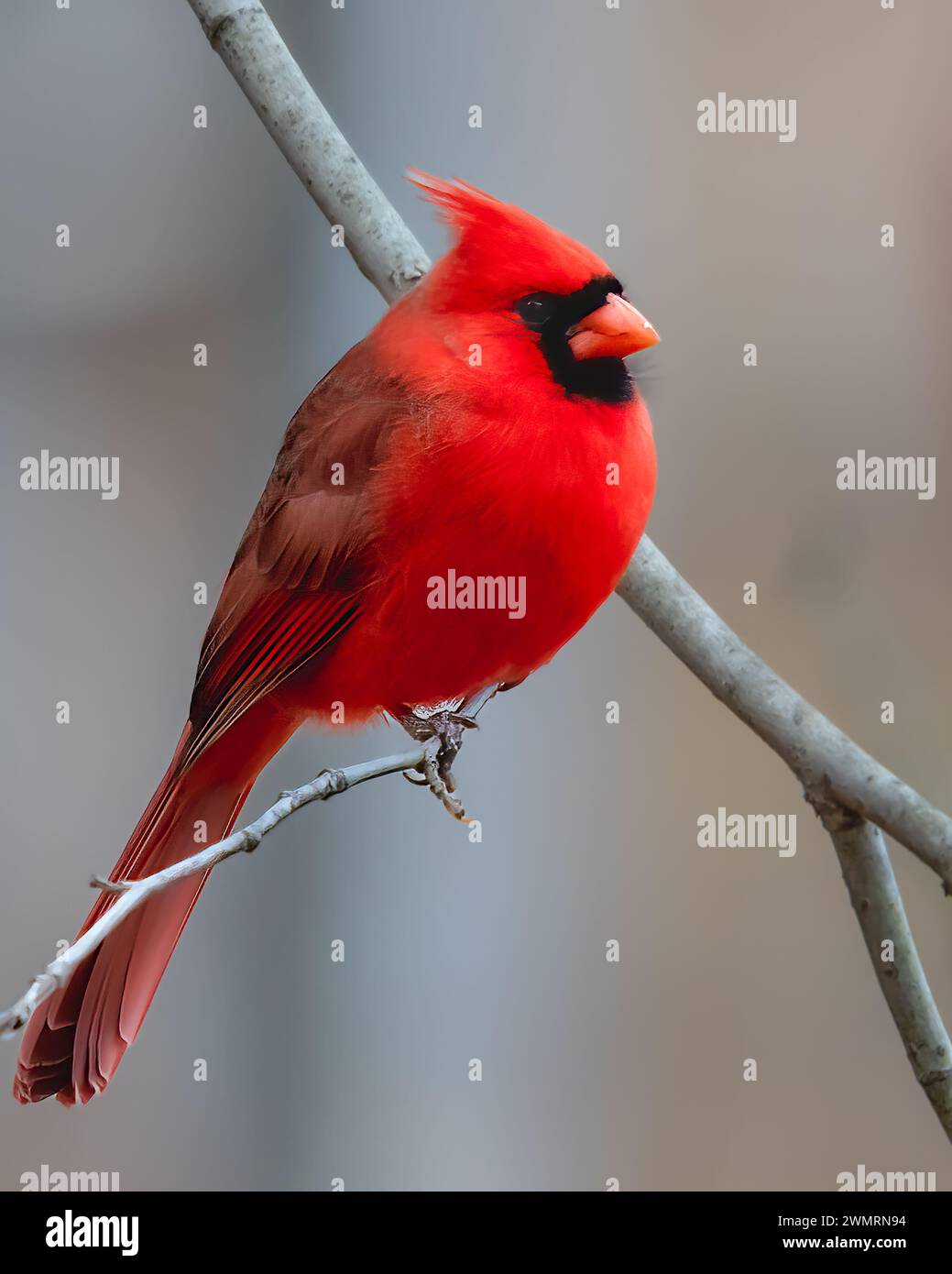 Cardinale del Nord, maschio, arroccato su un ramo d'albero, Kensington Metropark, vicino a Milford, Michigan Foto Stock