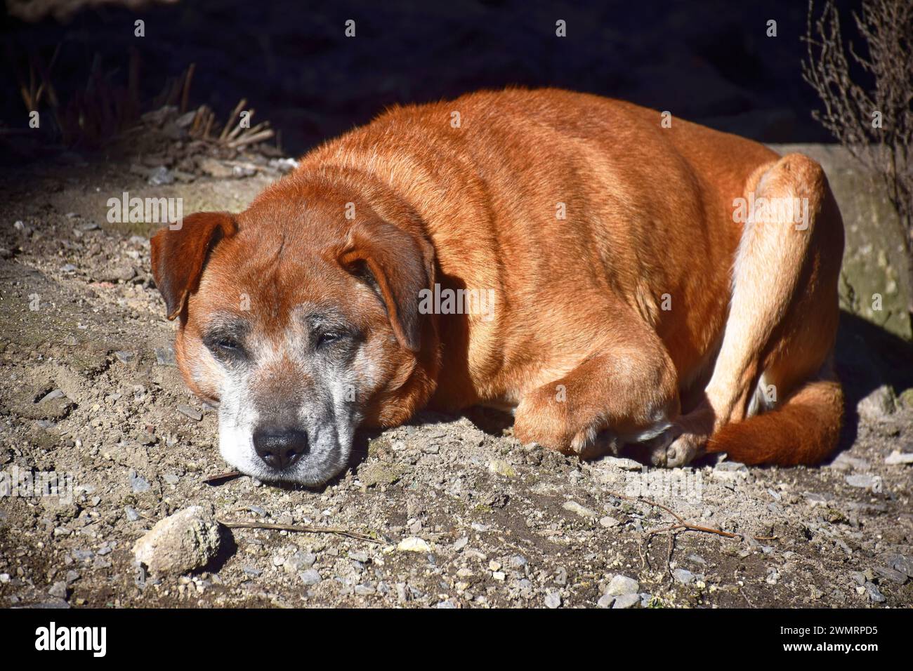 Un simpatico cucciolo dorme nel letto, avvolgi con una coperta e una lingua che fuoriescono nel periodo pigro Foto Stock