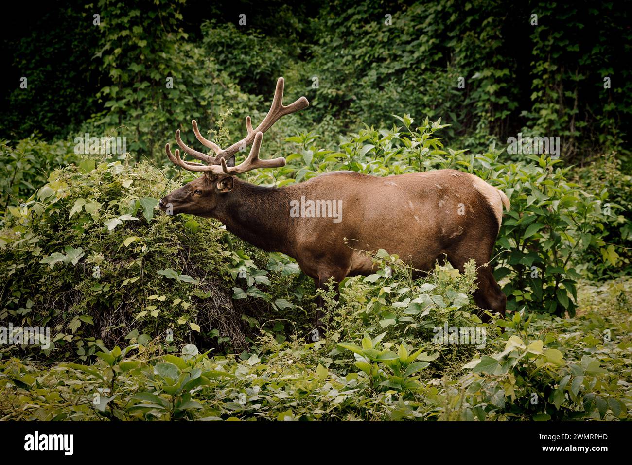 Alci selvaggi che mangiano foglie nelle Smoky Mountains Foto Stock