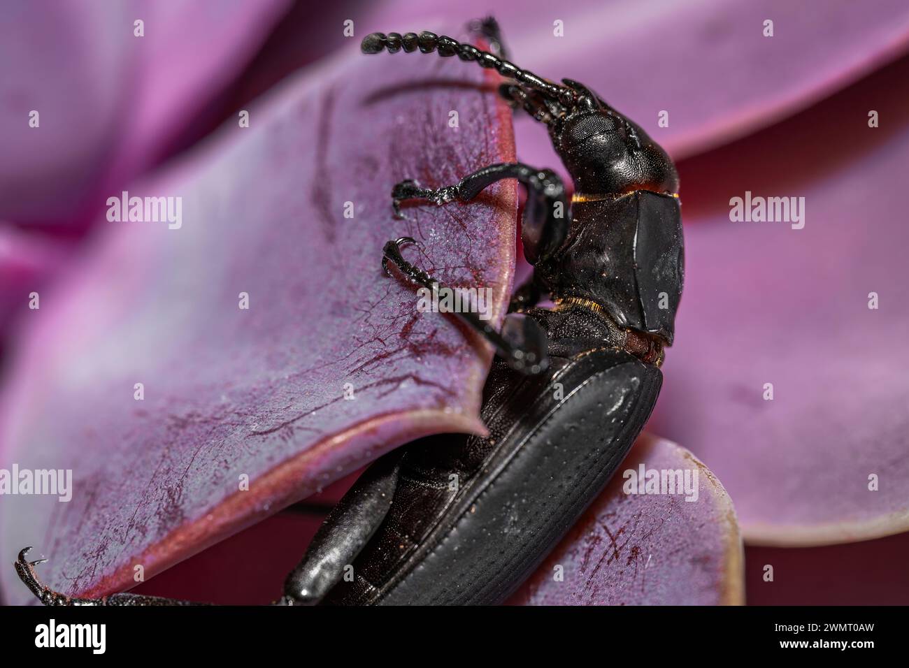 Scarabeo Darkling. Insetti Coleoptera Carabidae in natura. Coleottero verme Tenebrio molitor, una specie di coleottero scuro di grano e grano prodotto Foto Stock