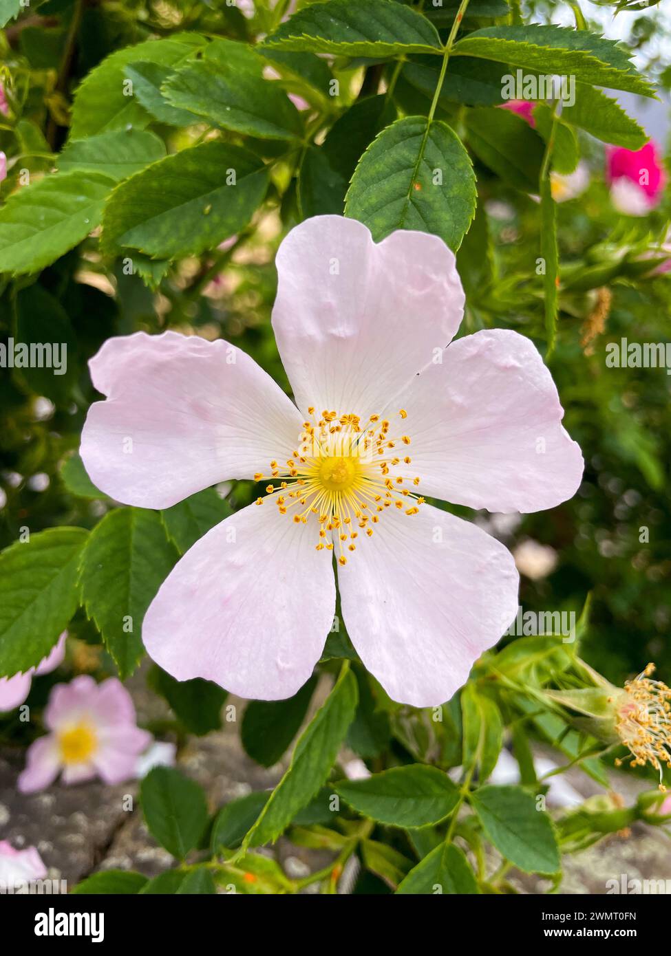 Hundsrose, Rosa Canina Hecke mit rosa Weiß gelb farbenen Blüten Foto Stock