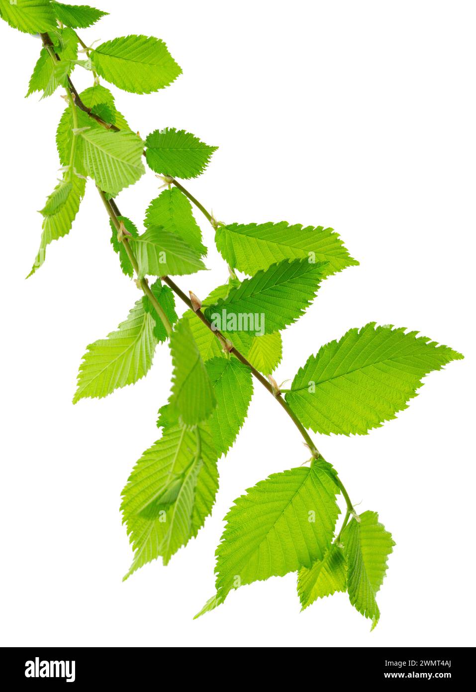 Ramo di tiglio isolato su sfondo bianco. Fogliame primaverile. Natura. tè curativo. Farmacia, farmacia, medicina naturale, tè a base di erbe curative, arom Foto Stock