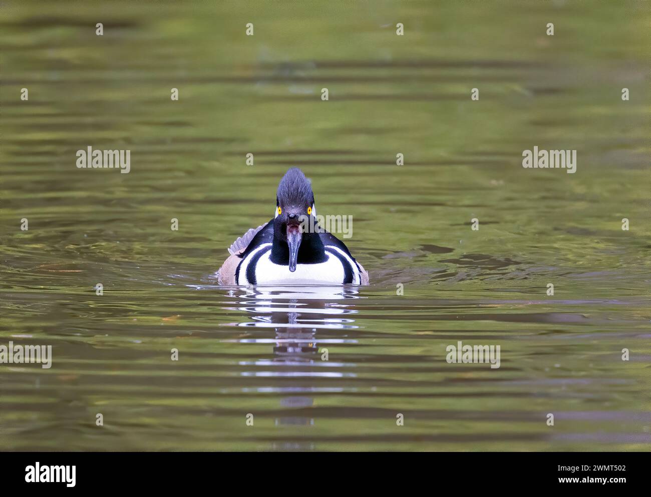 Merganser maschio con cappuccio che guarda la fotocamera becco largo aperto Foto Stock